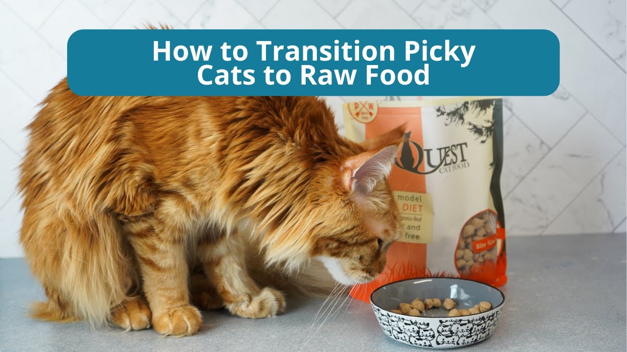 How to Transition Cats to Raw Food