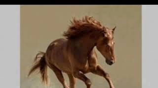 Dilarə Süleyman Xoşbəxtlik Nədir?