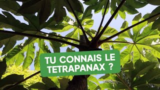 Tu Connais Le Tetrapanax ? Une Plante Idéale Pour Un Effet Jungle Dans Ton Jardin