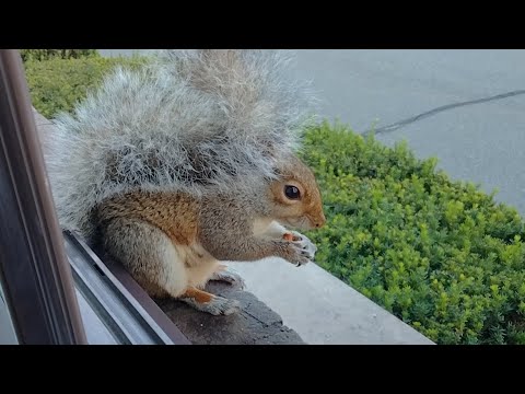 Video: Sú veveričie chvosty chápavé?