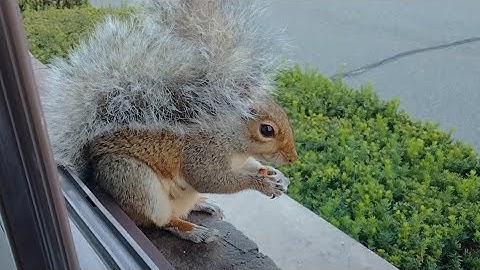 The importance of a squirrel