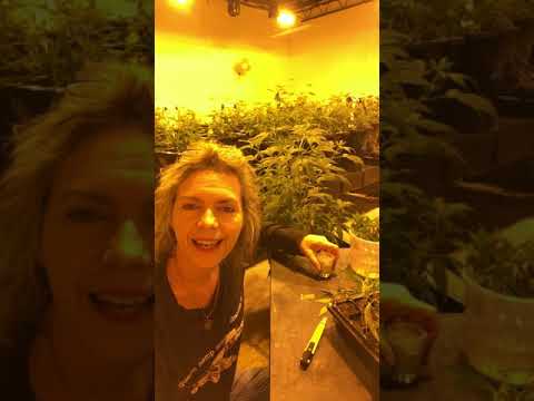 Queen Hemp Hydro Master Class - 2 Cloning