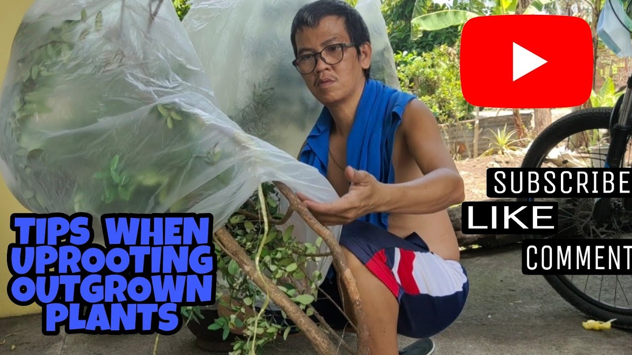 HOW TO UPROOT OUTGROWN PLANTS FROM GROUND TO POT YouTube