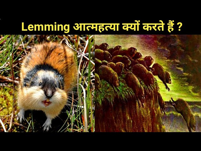 Lemmings Meaning In Urdu  Choohay Ki Manind Katarnay Wala Janwar