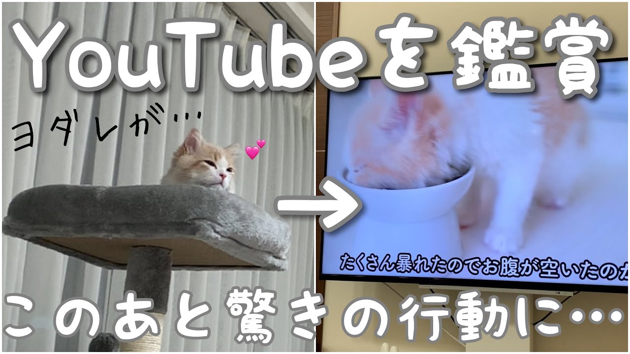 テレビで食事中の猫を見たときの反応が面白すぎた 笑 The Reaction When I Saw A Cat Eating On Tv Was Too Interesting Haha Youtube