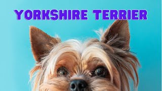 Yorkshire Terrier | Everything You Need To Know About Yorkshire Dog Breed by Pets&Paws 1,720 views 1 year ago 11 minutes, 29 seconds