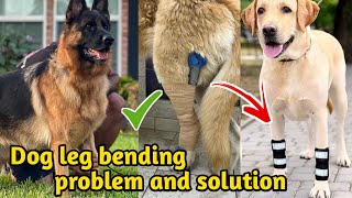 Dog leg bending treatment // puppy leg bending//कुत्ते के पैर मुड़ना