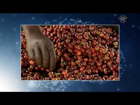 Video: Kaj je šiso zelišče: nasveti za gojenje rastlin mete perilla