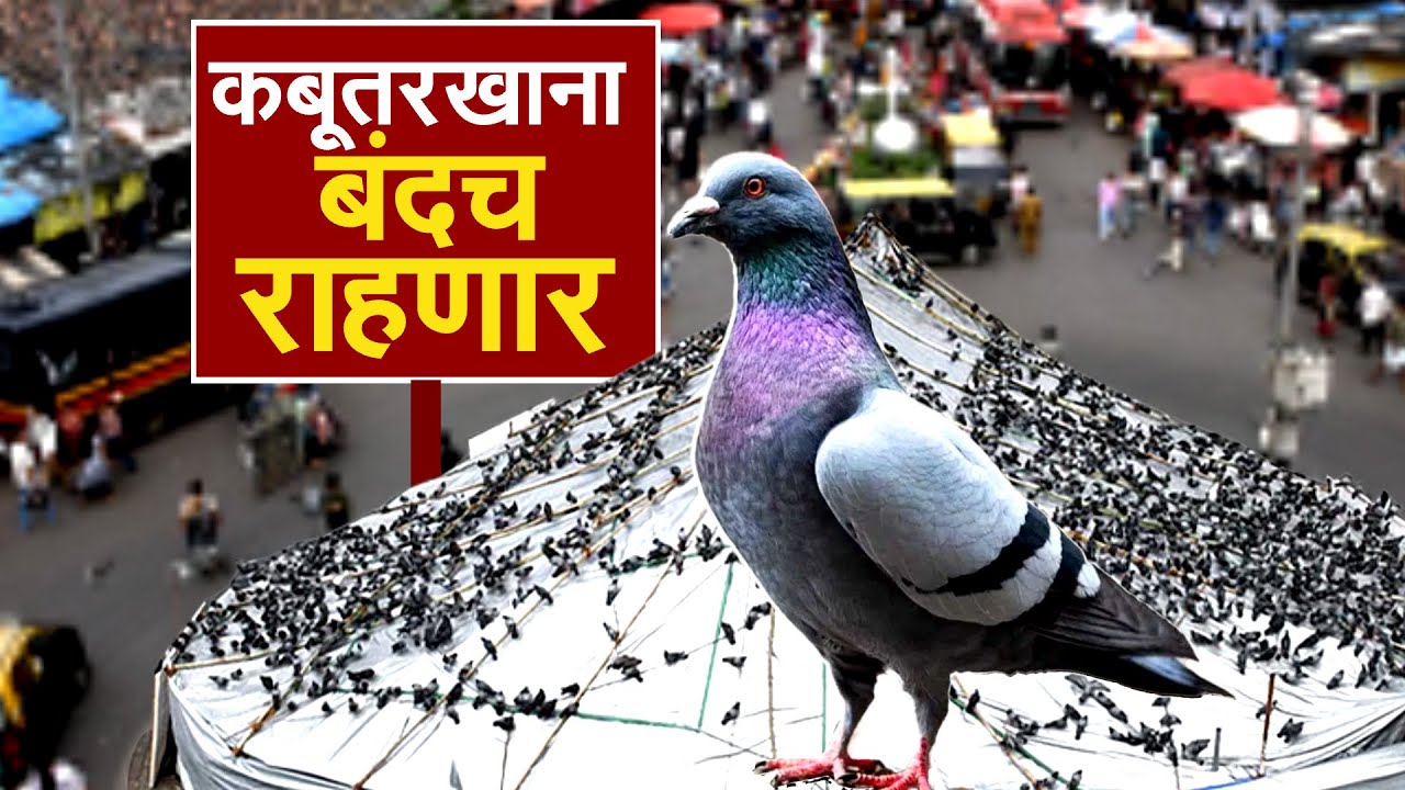KabutarKhana बंदच राहणार, मुंबई हायकोर्टानं ठणकावलं; कबुतरांना दाणे घालण्यावरुन जैन समाजातही फूट?