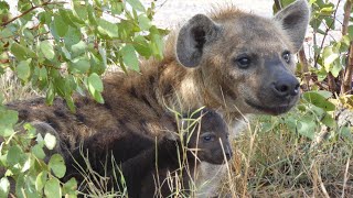 Baby hyenas and mourning elephants - Mopani and Letaba restcamps, Kruger National Park