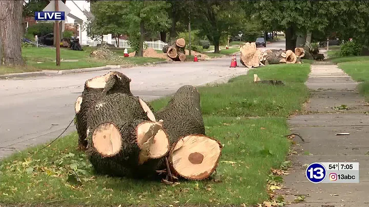 Toledo neighbors angry as city cuts down trees