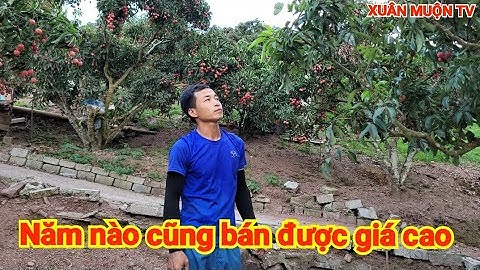 thăm vườn vải thiều phần lớn bán vào hàng xuất khẩu Trung Quốc, thôn cầu nhạc phong vân lục Ngạn