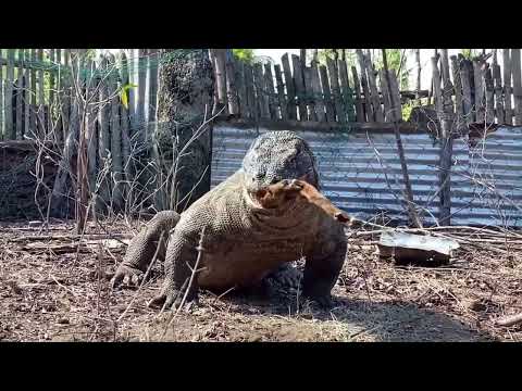 komodo dragon hunting goat secretly