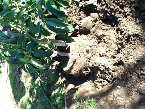 avocado tree planting soil line and mulch
