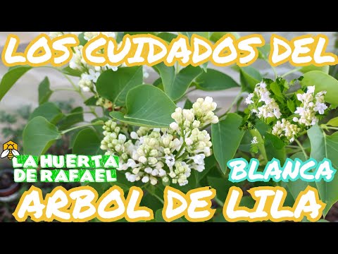 Video: Fertilización de las lilas - Cuándo y cómo fertilizar los arbustos de lilas