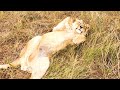 Happy Lions in Lockdown | The Lion Whisperer