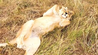 Happy Lions in Lockdown | The Lion Whisperer