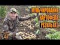 РЕЗУЛЬТАТ МУЛЬЧИРОВАНИЯ КАРТОФЕЛЯ. СЕКРЕТЫ ВЫРАЩИВАНИЯ КАРТОФЕЛЯ 4. САД (ОГОРОД) И ТЕПЛИЦА