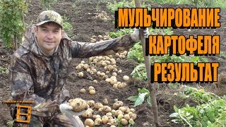 РЕЗУЛЬТАТ МУЛЬЧИРОВАНИЯ КАРТОФЕЛЯ. СЕКРЕТЫ ВЫРАЩИВАНИЯ КАРТОФЕЛЯ 4. САД (ОГОРОД) И ТЕПЛИЦА