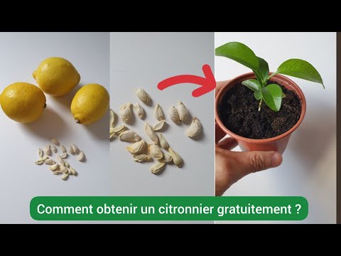 Vidéo: Propagation des graines de citron - Comment faire pousser des citronniers à partir de graines