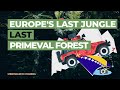 Europe's last jungle - Discover Perucica Rainforest - Last primeval forest in Europe