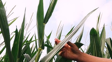 Ask The Agronomist: Mike Smith - Crop Scouting Corn