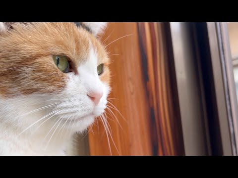 ポシェットを下げた三毛猫さん にゃんこポシェットを下げた富士額(ふじびたい)ねこさん - メルカリ