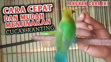 CARA CEPAT DAN MUDAH MENJINAKAN BURUNG CUCAK RANTING...