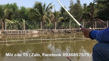 Kỹ Thuật Câu Đài - phần 7( câu rô phi hồ dịch vụ tập 1) Mồi Câu T5