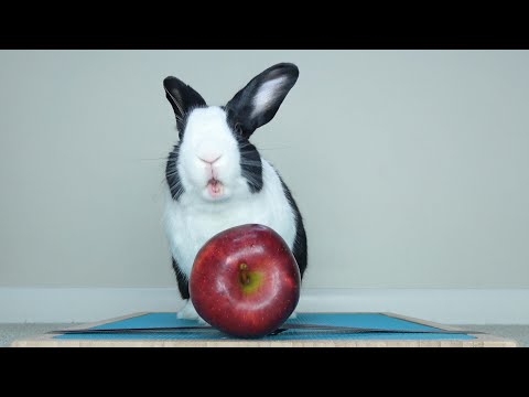 Video: Pot iepurașii să mănânce mere?