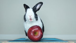 Rabbit eating apple! Rabbit mukbang