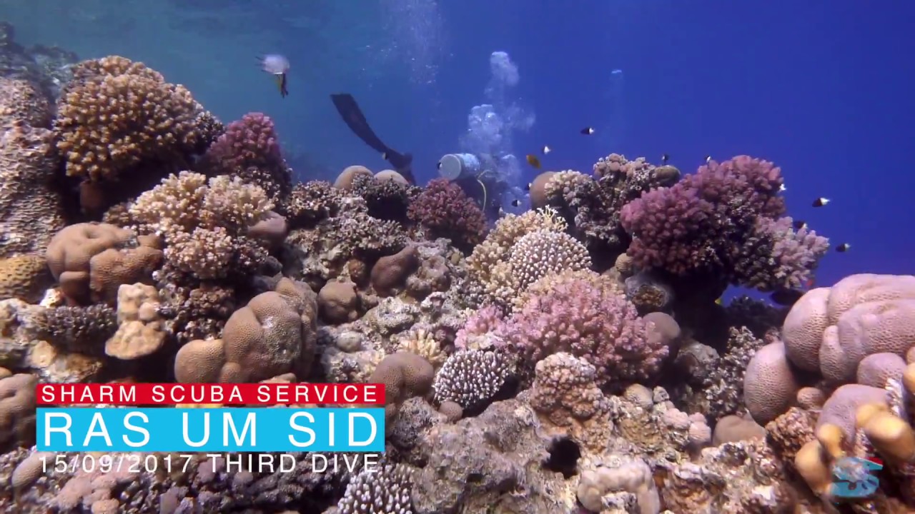 Squalo martello a Ras Um Sid - Sharm El Sheikh