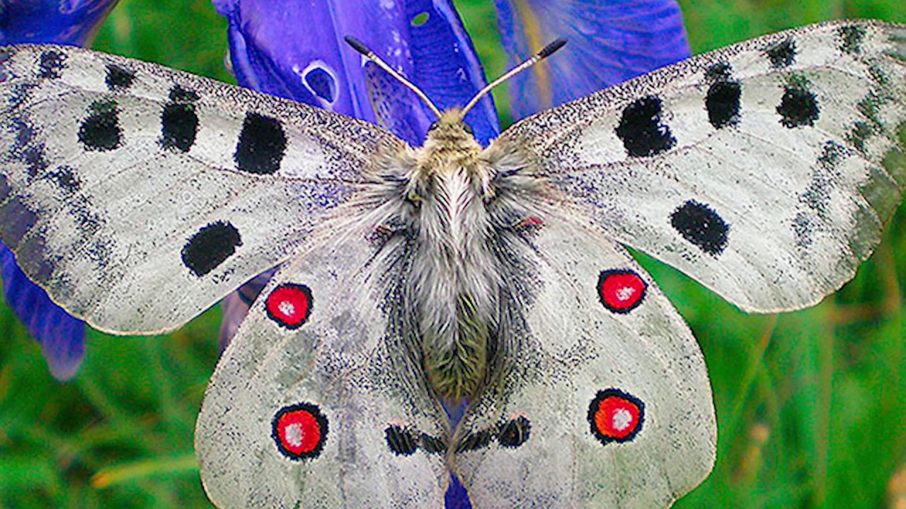 Most Unusual and Beautiful Butterflies YouTube