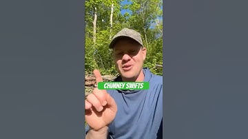 Chimney swifts! #bird #birds #wildlife #animal #animals #birding #nature #naturefacts #short #shorts