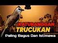 Katuranggan Burung Trucukan yang paling bagus dan istimewa