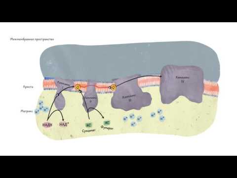 Общая схема электрон-транспортной цепи. Клеточное дыхание 2.1.