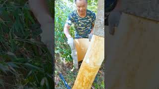 Video thumbnail of "Have You Seen A Cinnamon Tree ? #satisfying #short"