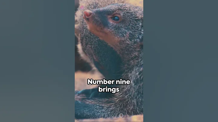 Top Ten Most fearless animals in the world.