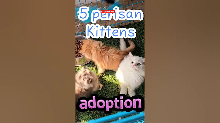 Video 11576671: persian cat pets, kittens cutecat catlife catlover