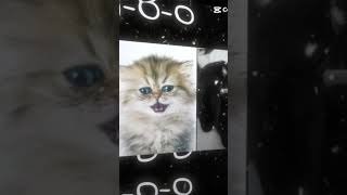 cats dead inside #capcut #art #russia