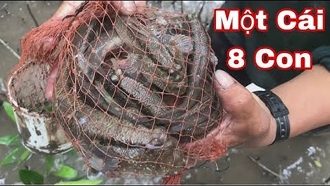 Bất Ngờ Khi Đặt Cá Thòi Lòi Lần Đầu Được Thấy “MỘT HANG ĐẦY CÁ THÒI LÒI” || @đoàn 39 Vlog