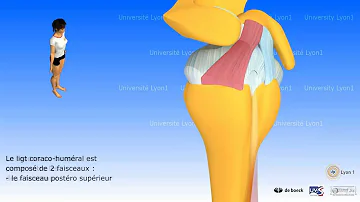 Quel type d'articulation est l'articulation gléno Humerale ?