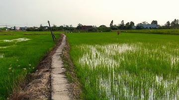 Đất lúa ấp 1 - X. Phước Đông lối đi công cộng cách QL50 300m: S02