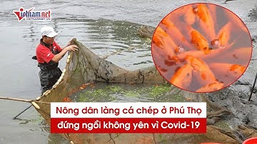 Nông dân nuôi cá chép ông Công ông Táo ở Phú Thọ đứng ngồi không yên vì Covid-19 bùng phát