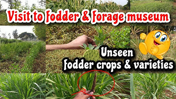 Visit to fodder and forage crops museum | Useen fodder crops & varieties | Entire fodder knowledge