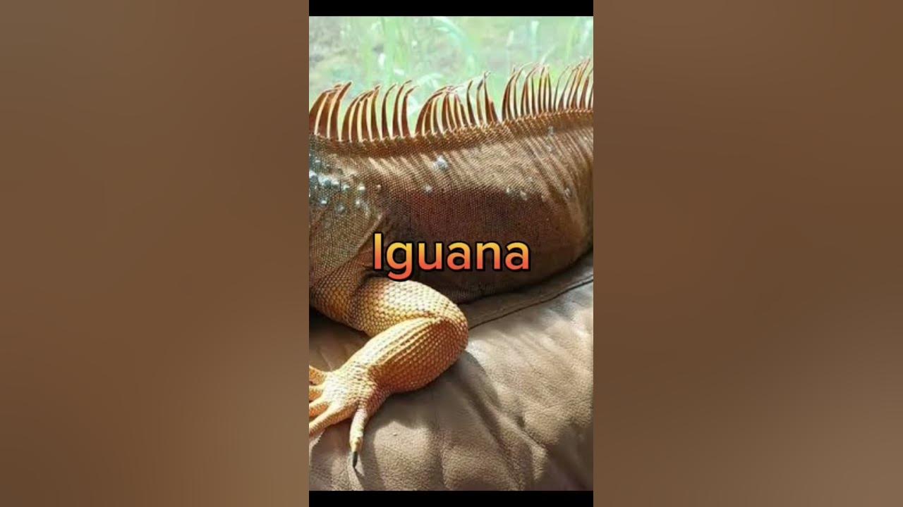 pets-which-are-haram-to-keep-in-islam-youtube