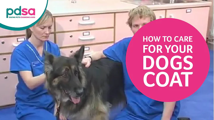 PDSA Vet Advice: How To Care For Your Dogs Coat