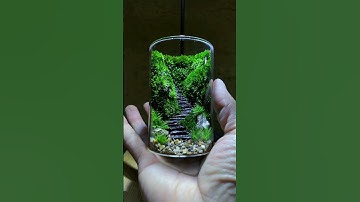 Do you like to make the inconspicuous moss on the roadside into a work of art #mossmicroscape