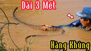 Hai Con Rắn Hổ Cực Đại | Mười Thương SB