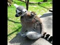 Funny lemurs 